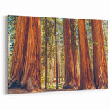 Ancient Redwood Forest Wall Art - Sequoia Redwood Tree Canvas Print
