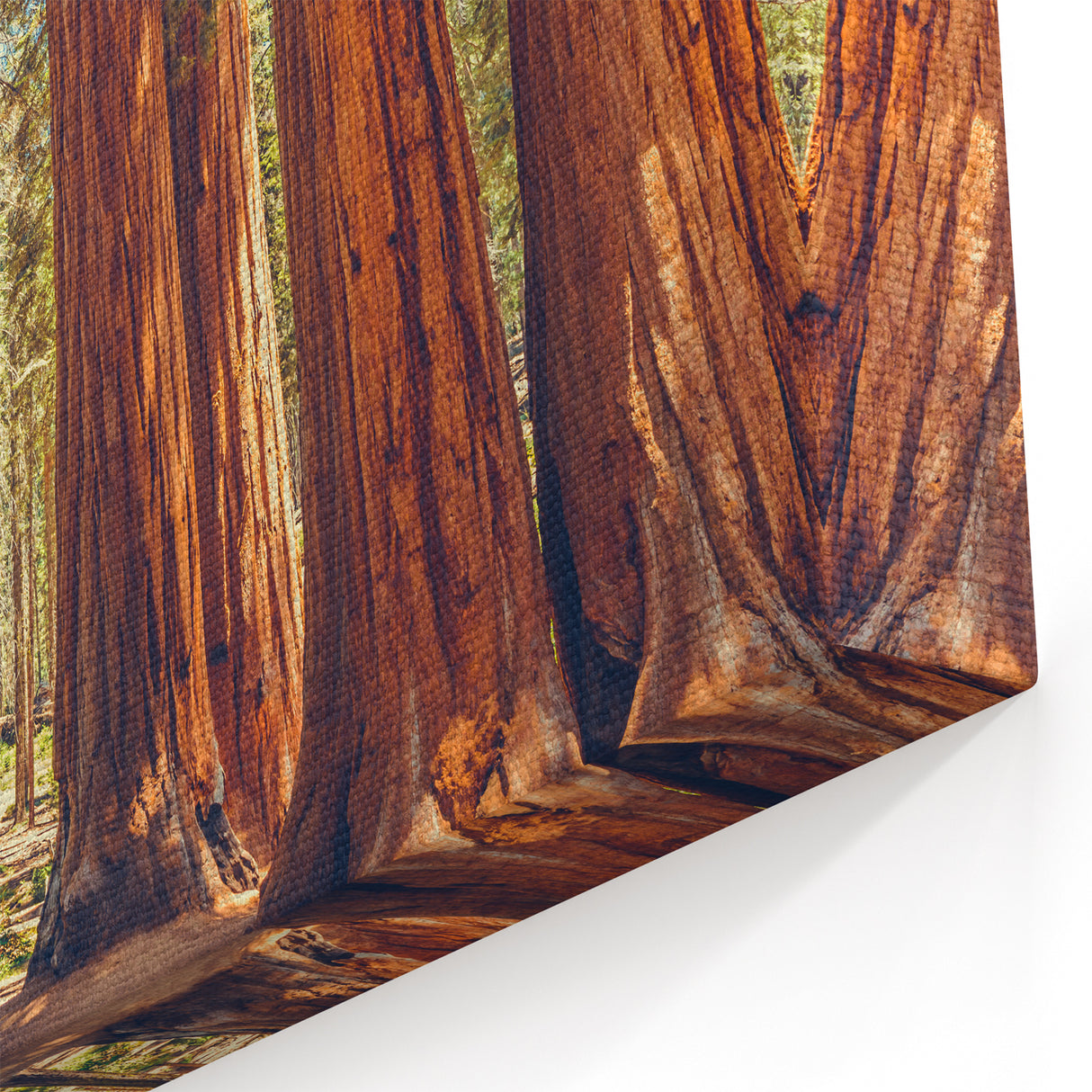 Ancient Redwood Forest Wall Art - Sequoia Redwood Tree Canvas Print