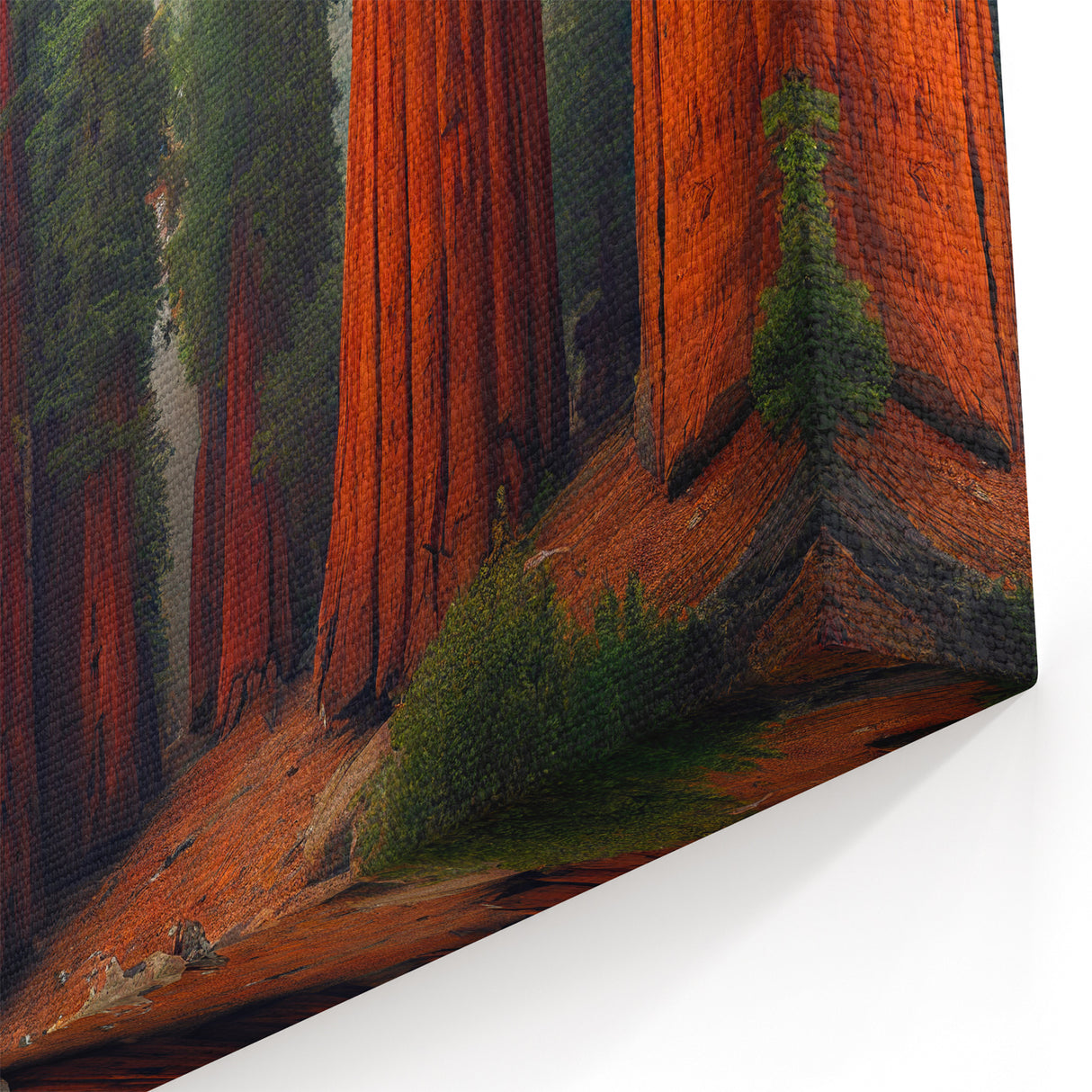 Misty Redwood Forest Wall Art - Sequoia Trees Canvas Print Landscape