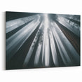 Mystical Redwood Trees in Fog - Enchanting Forest Canvas Art Print