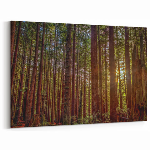 Redwood Forest Sunlight Wall Art - Serene California Trees Canvas Print