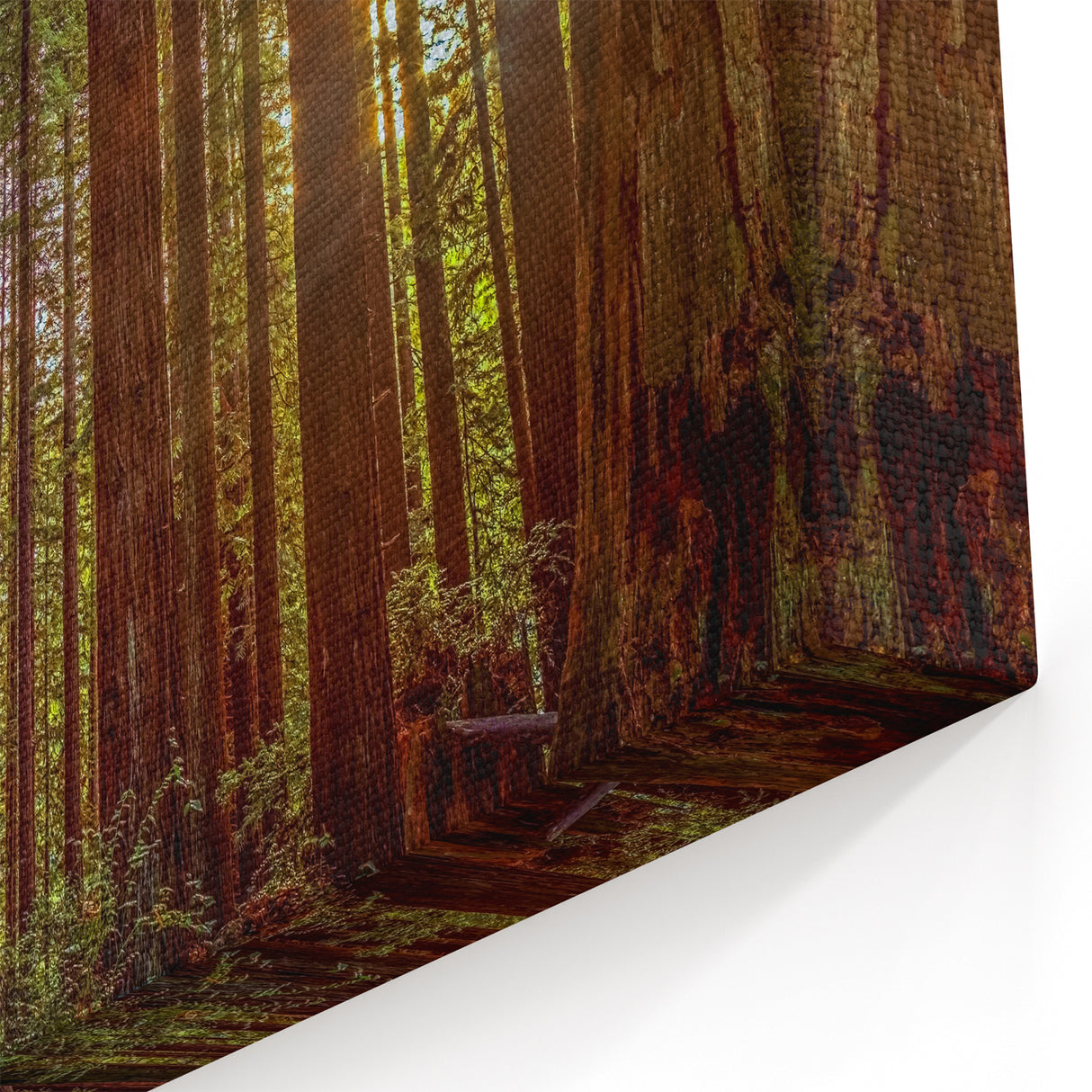 Redwood Forest Sunlight Wall Art - Serene California Trees Canvas Print
