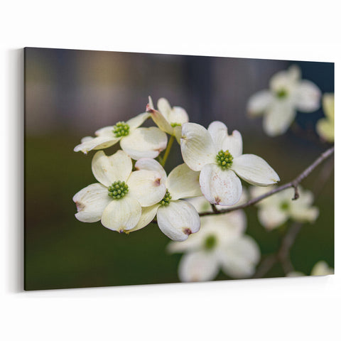 Dogwood Flower Wall Art - Botanical Nature Canvas for Home Decor