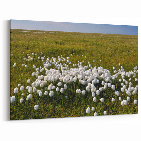 Cotton Grass Meadow – Lush Arctic Landscape Wall Art from Northwest Territories