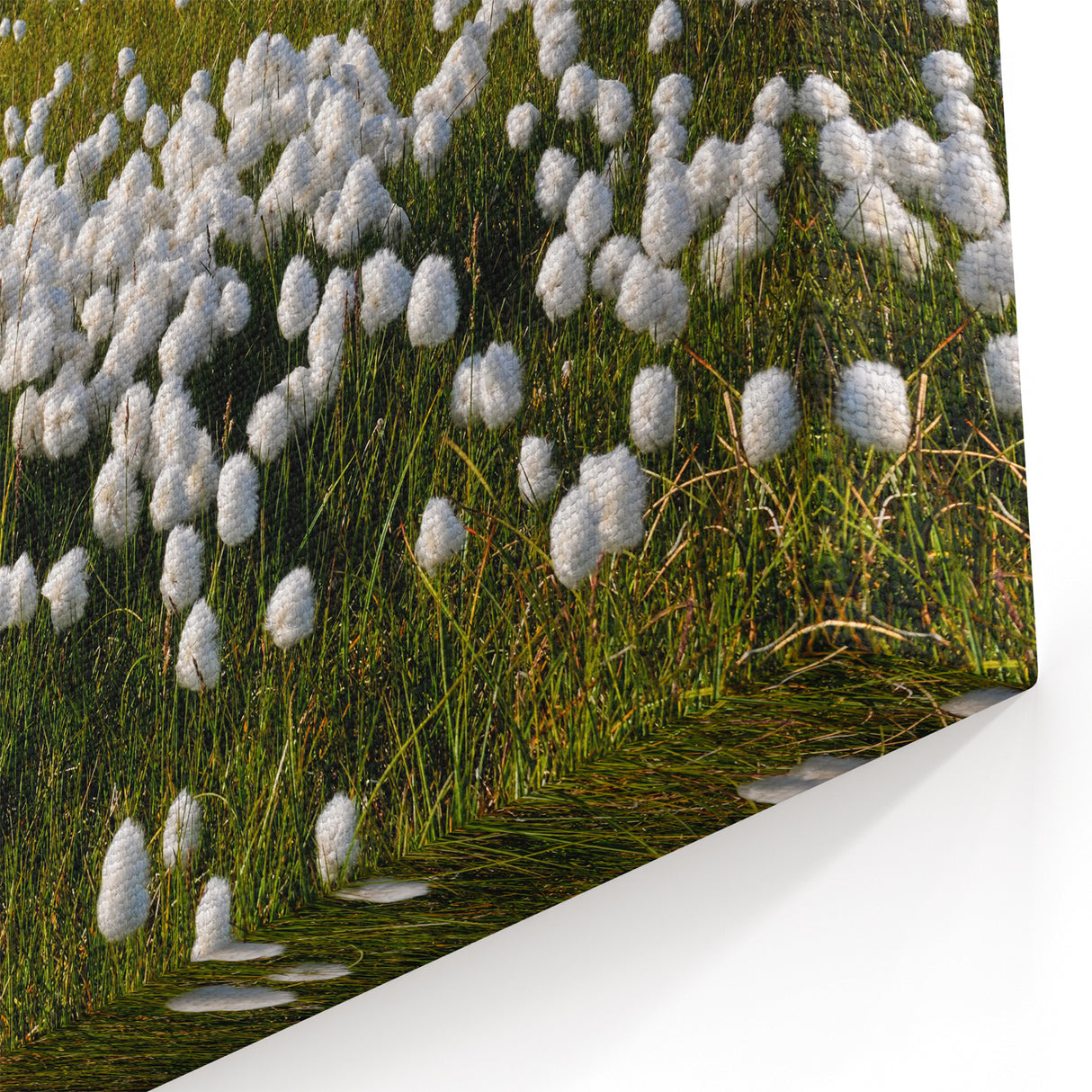 Cotton Grass Meadow – Lush Arctic Landscape Wall Art from Northwest Territories