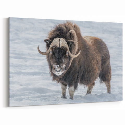 Majestic Muskox in Snow – Arctic Wildlife Wall Art from Northwest Territories