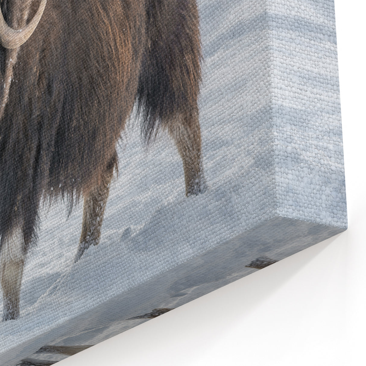 Majestic Muskox in Snow – Arctic Wildlife Wall Art from Northwest Territories