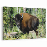 Majestic Bison in the Forest – Wildlife Wall Art from Northwest Territories