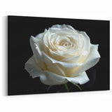 Elegant White Rose Wall Art – Beautiful Floral Rose Canvas Print Décor