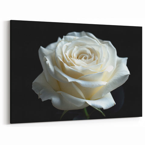 Elegant White Rose Wall Art – Beautiful Floral Rose Canvas Print Décor