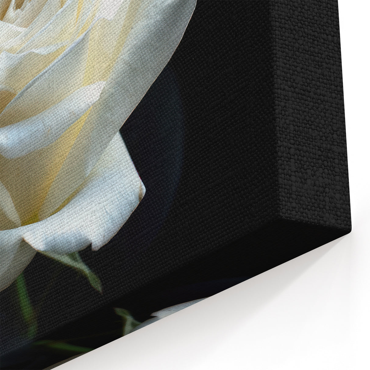 Elegant White Rose Wall Art – Beautiful Floral Rose Canvas Print Décor