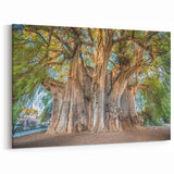 Majestic Oaxaca Tree Art - Scenic Mexican Landscape Canvas Print