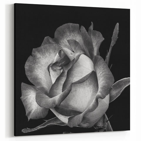 Timeless Black & White Rose Wall Art - Classic Floral Rose Canvas Print