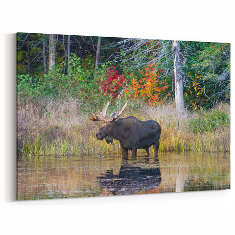 Majestic Moose in Ontario Wilderness – Stunning Wildlife Wall Art