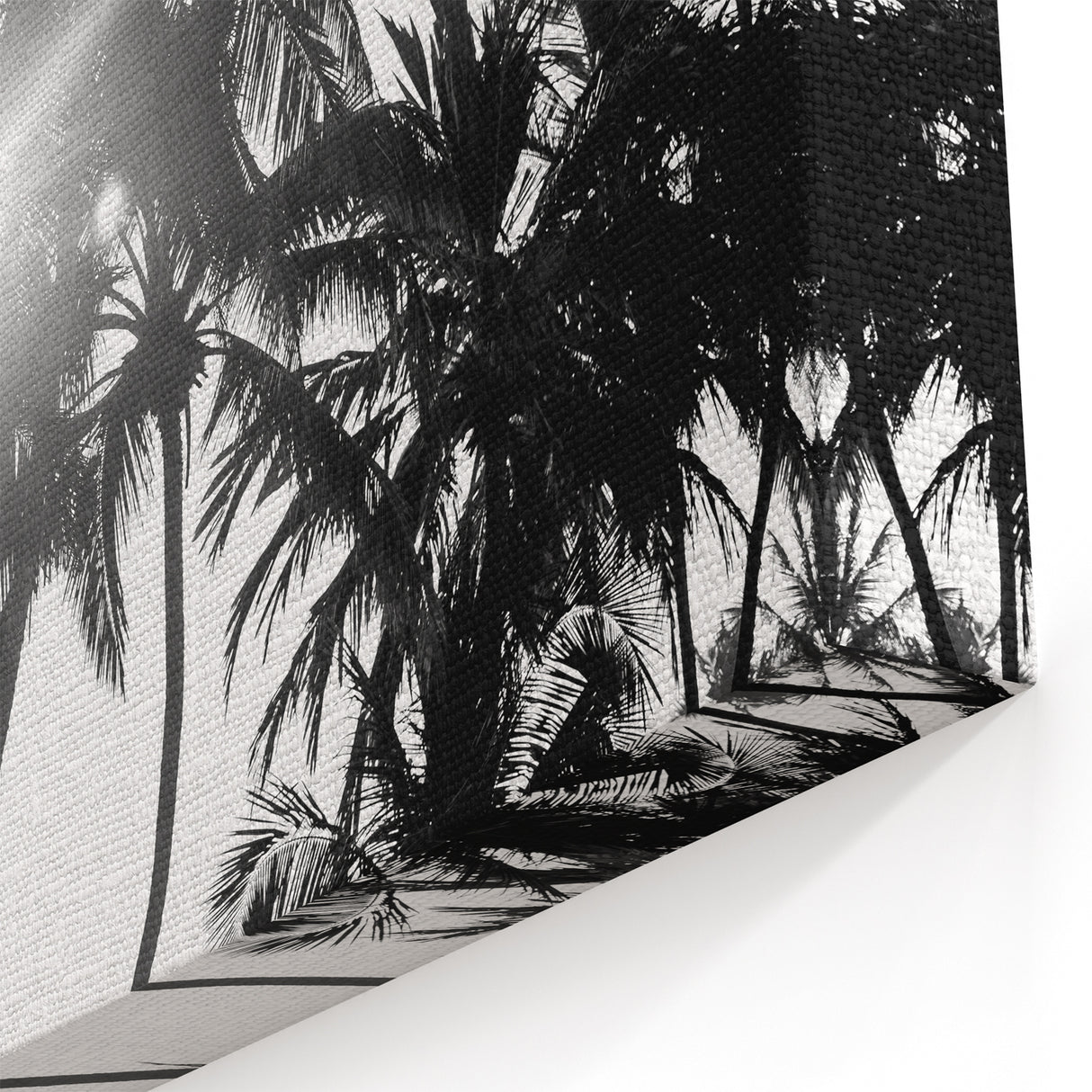 Black and White Palm Tree Wall Art | Botanical Tree Prints