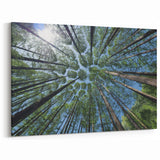 Majestic Skyward Trees – Nature Tree Art on Canvas and Acrylic Glass