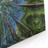 Majestic Skyward Trees – Nature Tree Art on Canvas and Acrylic Glass