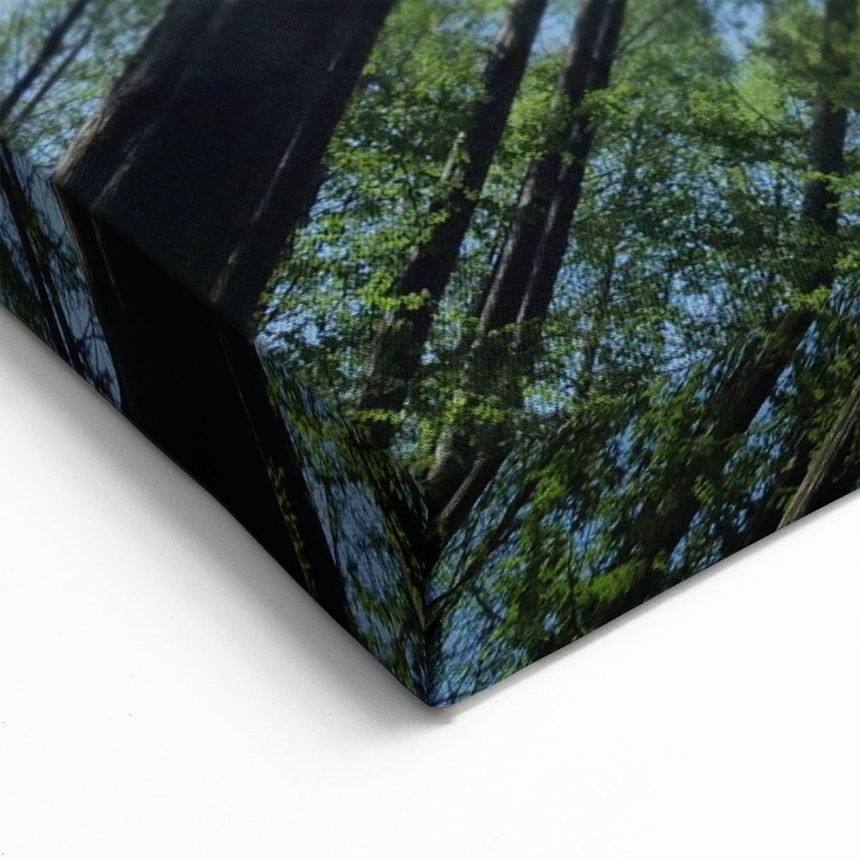 Majestic Skyward Trees – Nature Tree Art on Canvas and Acrylic Glass