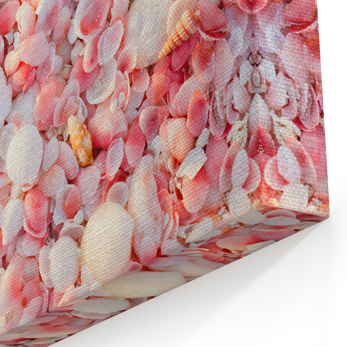 Antigua Beach Shell Art - Scenic Caribbean Coastal Prints for Home Decor