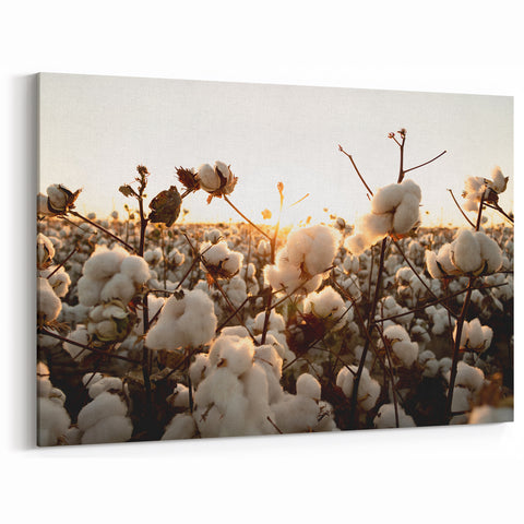 Sunset Cotton Blossom Art - Rustic Cotton Field Wall Decor