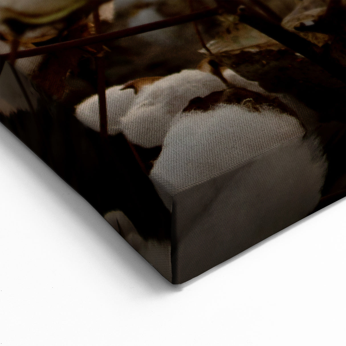 Sunset Cotton Blossom Art - Rustic Cotton Field Wall Decor