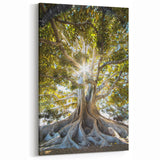 Radiant Ancient Tree – Stunning Tree Art on Canvas and Acrylic Glass
