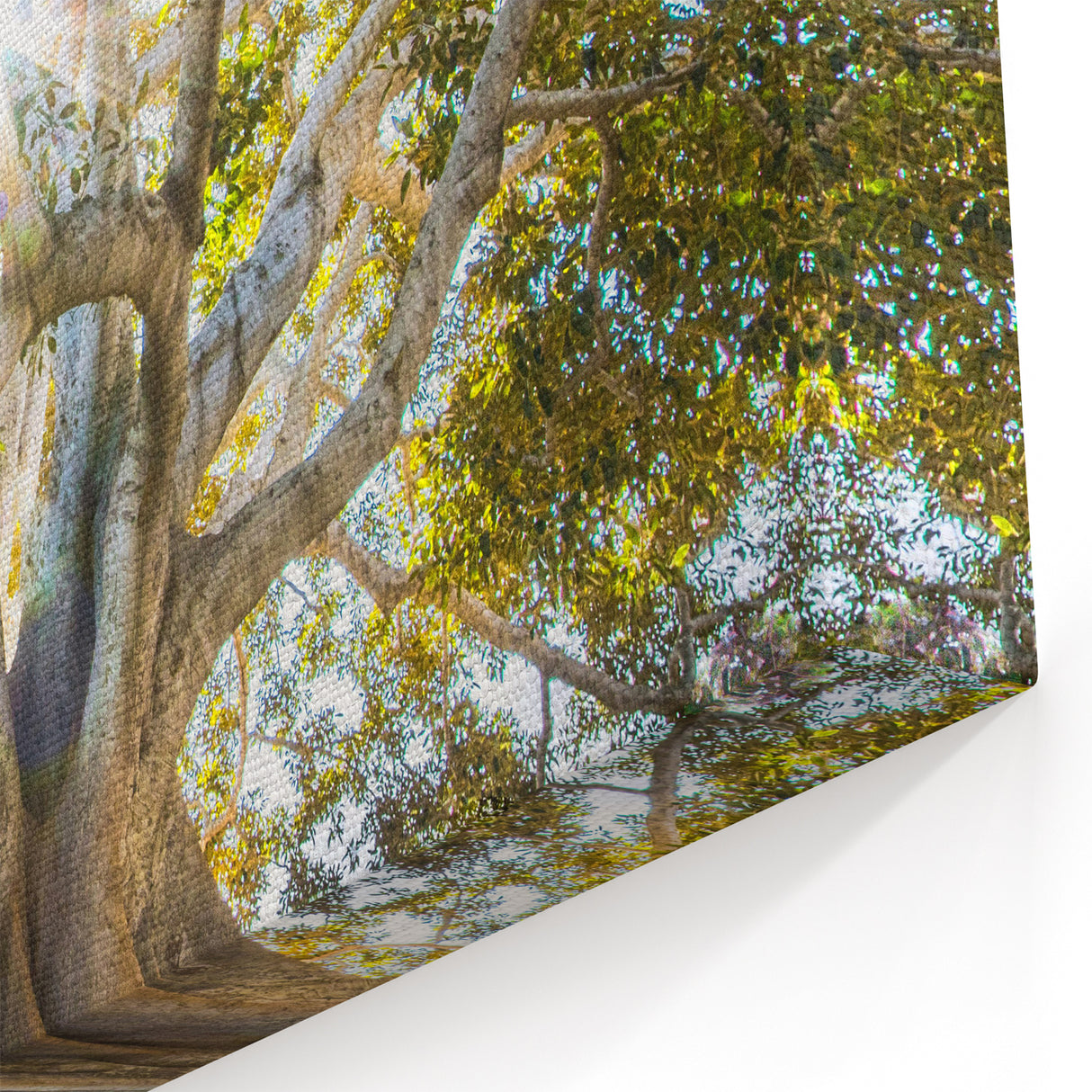 Radiant Ancient Tree – Stunning Tree Art on Canvas and Acrylic Glass