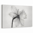 Minimalist Daffodil Wall Art | Elegant Monochrome Botanical Flower Print