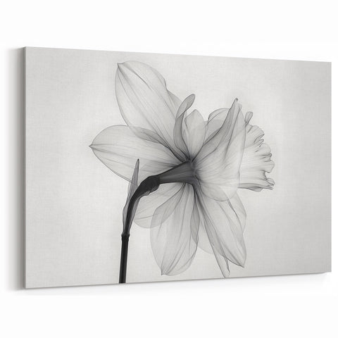 Minimalist Daffodil Wall Art | Elegant Monochrome Botanical Flower Print