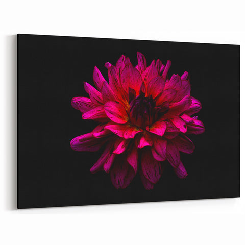 Vibrant Dahlia Wall Art Print | Botanical Flower Canvas for Home Decor
