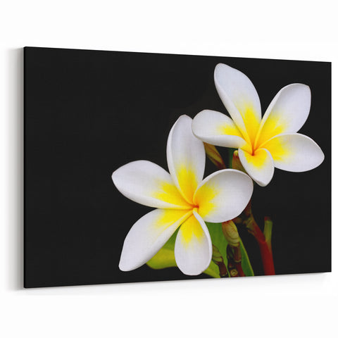 Minimalist Tropical Plumeria Art - White and Yellow Botanical Print