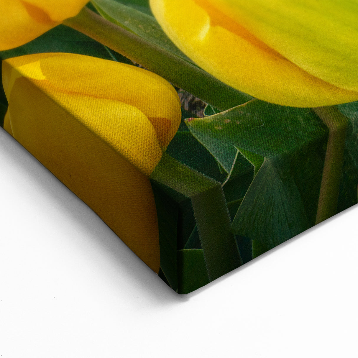 Golden Yellow Tulip Wall Art – Bright Tulip Canvas & Framed Prints
