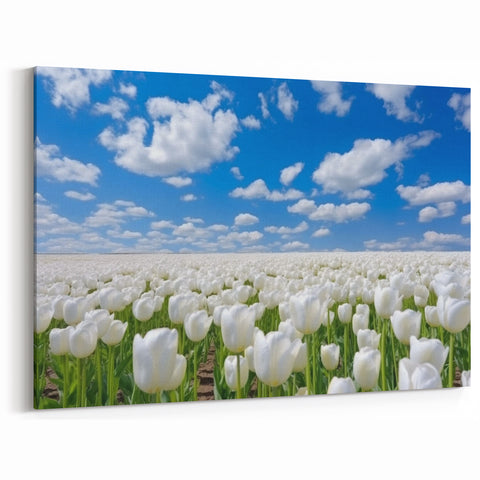 White Tulip Field Wall Art | Framed Canvas & Acrylic Prints for Home Decor
