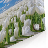 White Tulip Field Wall Art | Framed Canvas & Acrylic Prints for Home Decor