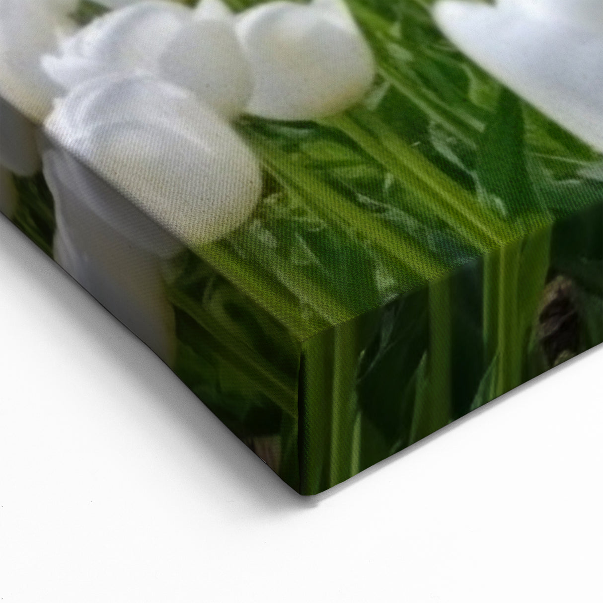 White Tulip Field Wall Art | Framed Canvas & Acrylic Prints for Home Decor