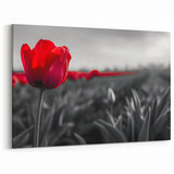 Dramatic Red Tulip Wall Art | Framed Canvas & Acrylic Prints for Home