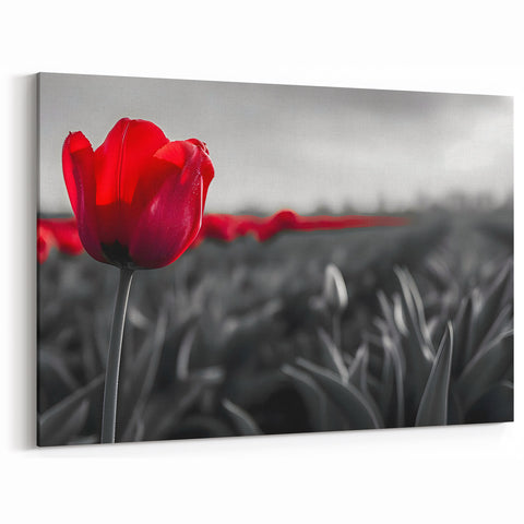Dramatic Red Tulip Wall Art | Framed Canvas & Acrylic Prints for Home