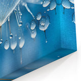 Dandelion Seeds with Dew Drops | Nature Close-Up Frozen Wall Art