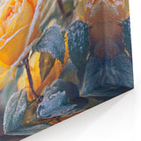 Winter Frost on Yellow Roses – Frozen Nature Close Up Wall Art