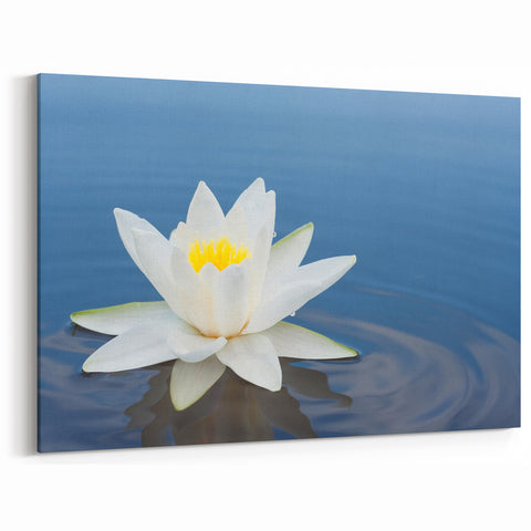 Elegant Water Lily Canvas Print - Beautiful Floral & Botanical Wall Art
