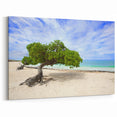 Aruba Wall Art – Scenic Aruba Canvas of Unique Beach Trees and Sea Views