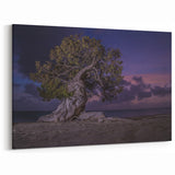 Aruba Coastal Decor – Twisted Tree at Dusk on Scenic Caribbean Beach