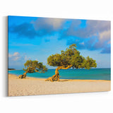 Tropical Island Prints – Aruba Beach with Divi-Divi Trees and Blue Waters