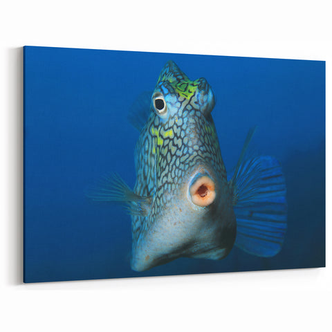 Aruba Wall Art – Underwater Fish Close-Up with Vibrant Patterns