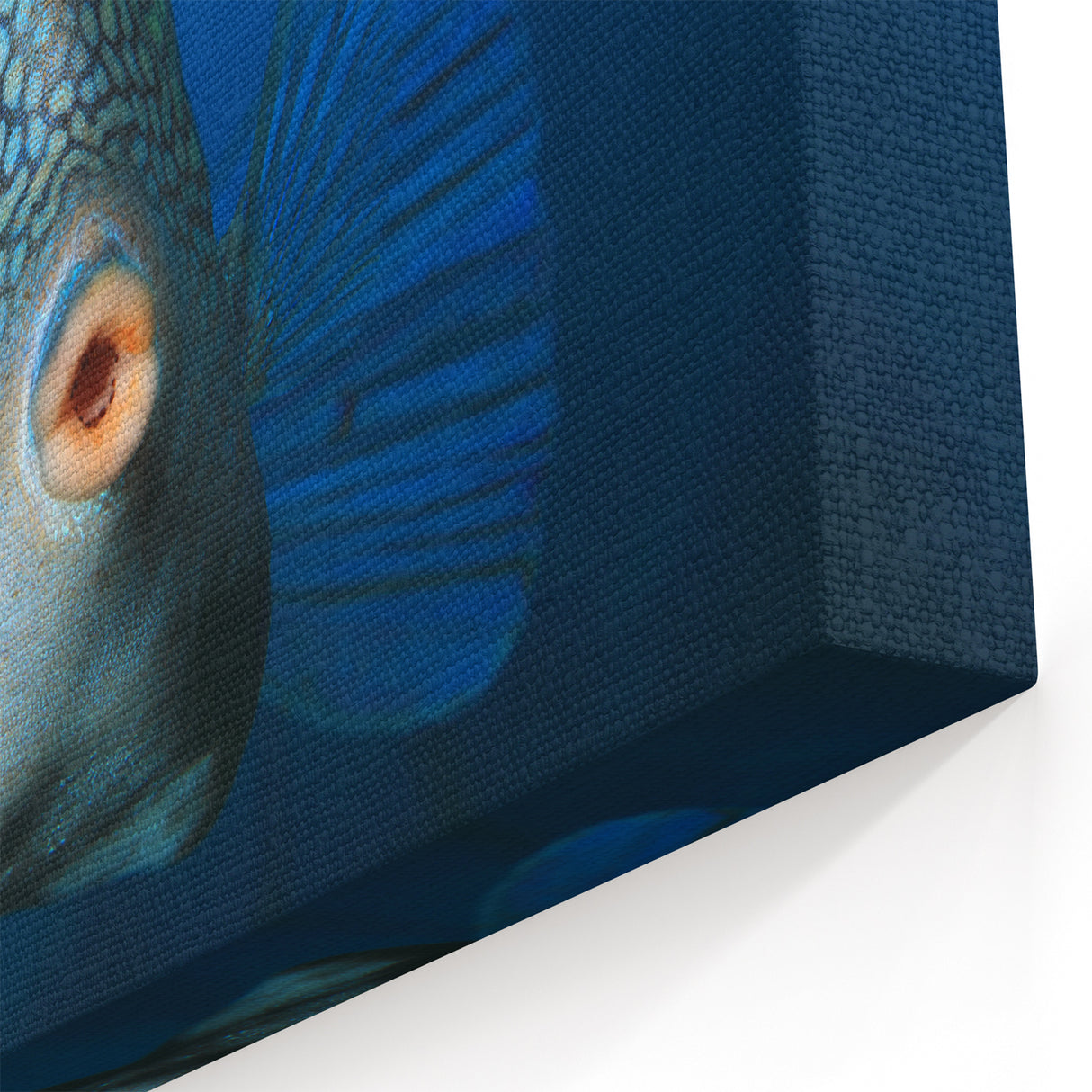 Aruba Wall Art – Underwater Fish Close-Up with Vibrant Patterns