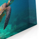 Aruba Wall Art – Sea Turtle Swimming in Clear Blue Waters Over Coral Reefs