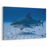 Quintana Roo Wall Art – Mexico Scenery Prints Featuring Bull Shark