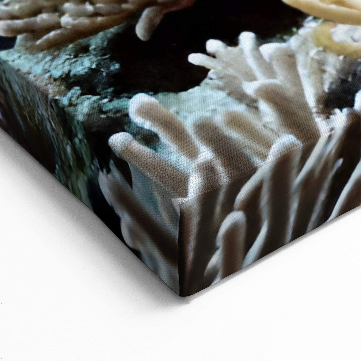 Bermuda Photography Prints - Vibrant Underwater Coral and Fish Scene