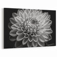 Stunning Black and White Dahlia Canvas | Botanical Flower Art Print