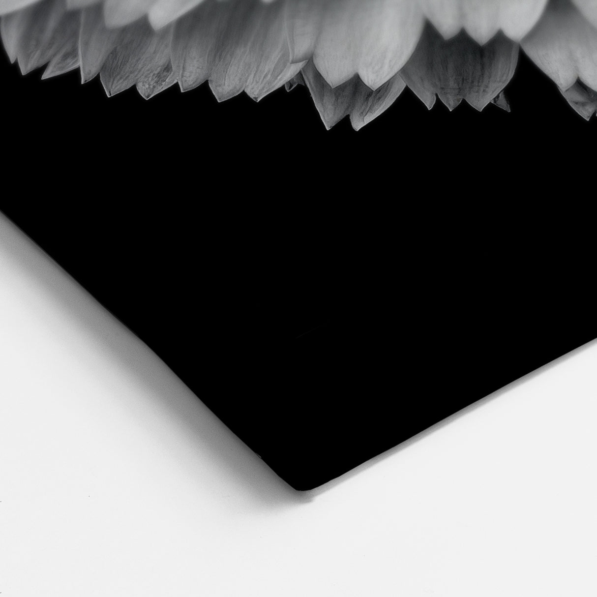 Monochrome Dahlia Flower Art | Bold Black and White Botanical Print